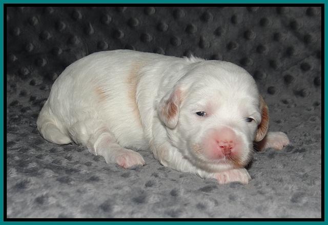 Ellie Benz pups 2 wks old 231