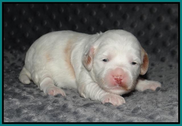 Ellie Benz pups 2 wks old 241