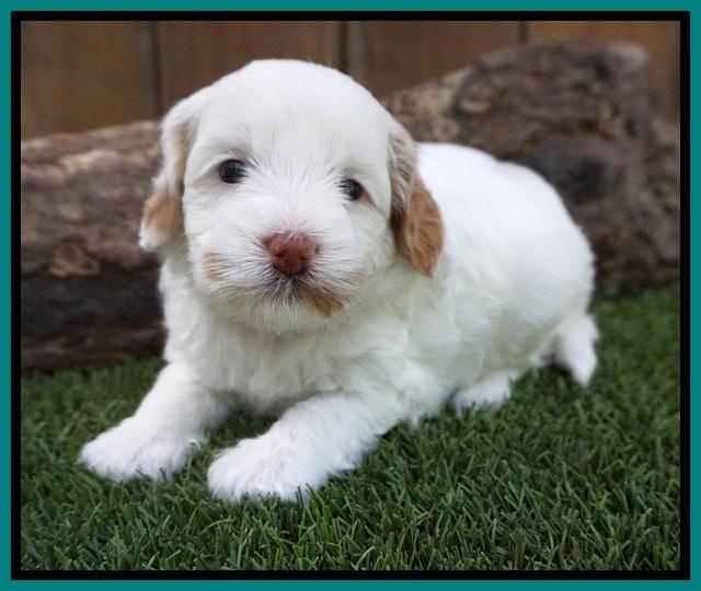 Ellie Benz pups 4 wks old301