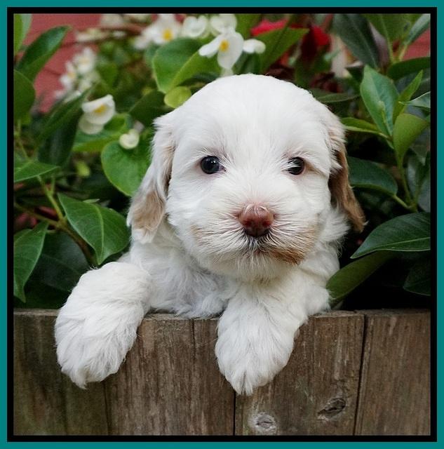 Ellie Benz pups 5 wks old 311