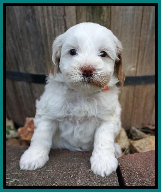Ellie Benz pups 5 wks old 321