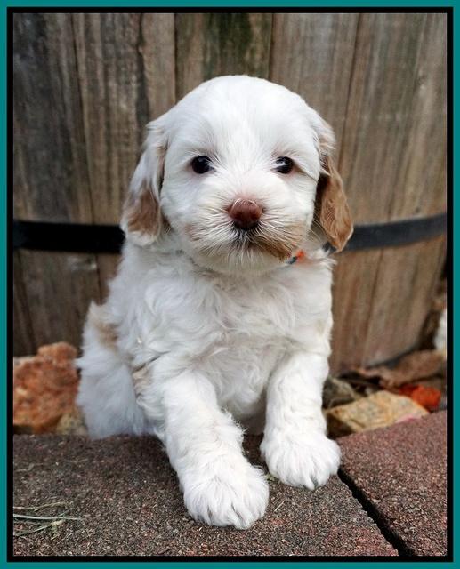 Ellie Benz pups 5 wks old 331
