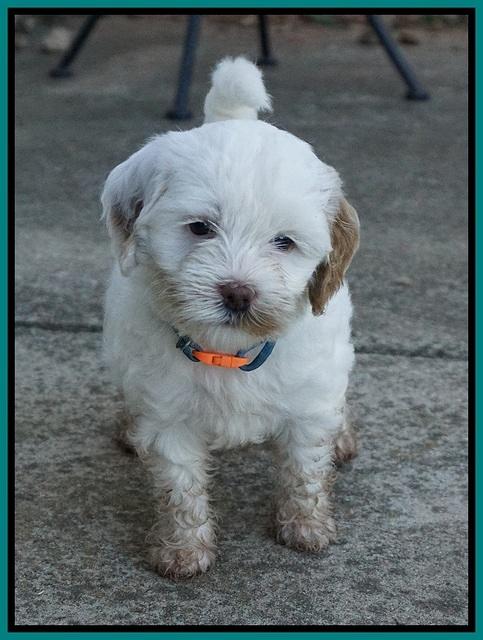 Ellie Benz pups 6 wks old411