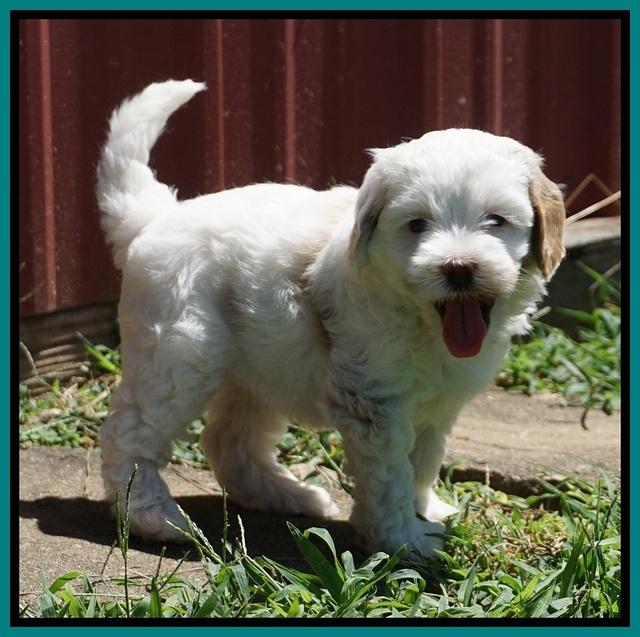 Ellie Benz pups 6 wks old441