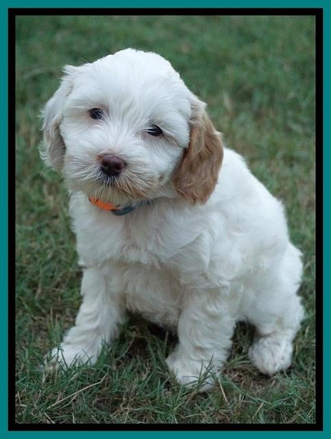 Ellie Benz pups 7 wks old 401