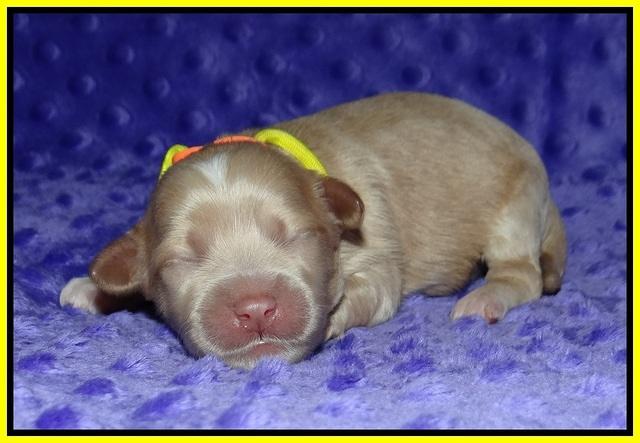 Ellie Benz pups 1 wk old 111