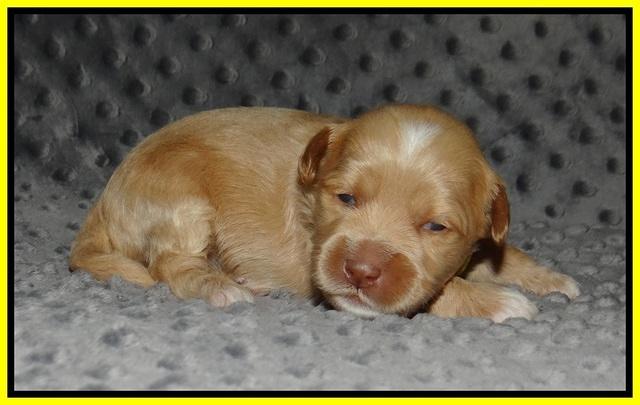 Ellie Benz pups 2 wks old 91