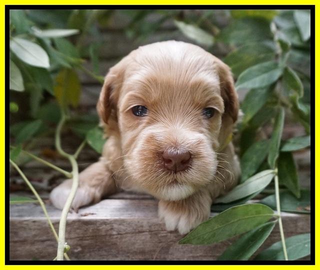 Ellie Benz pups 3 wks old 151