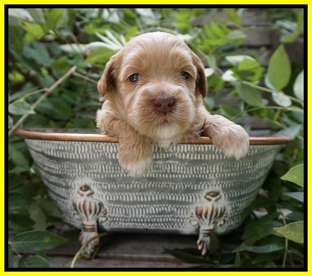 Ellie Benz pups 3 wks old 171