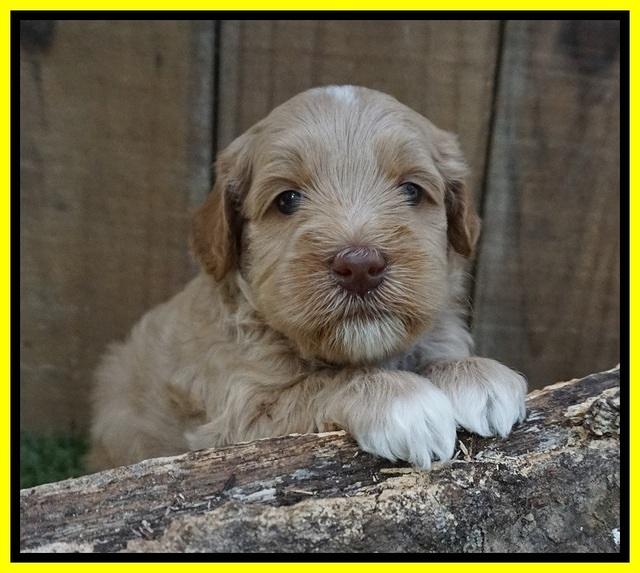 Ellie Benz pups 4 wks old151