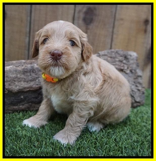 Ellie Benz pups 4 wks old171