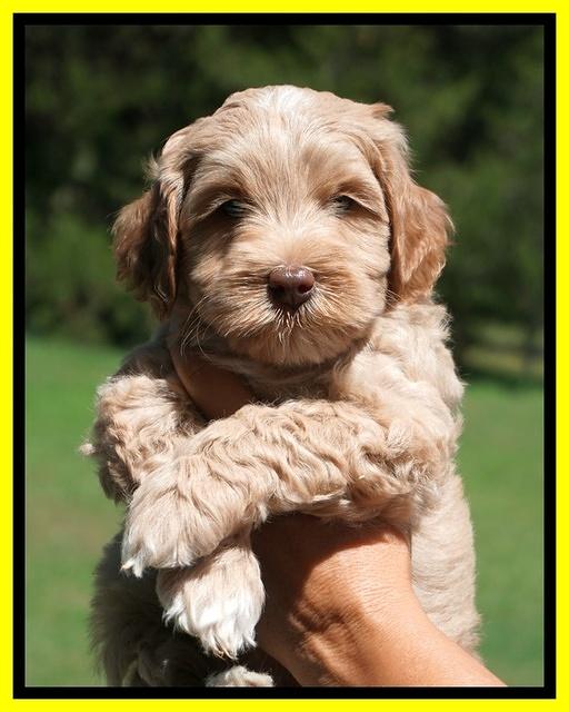 Ellie Benz pups 6 wks old221