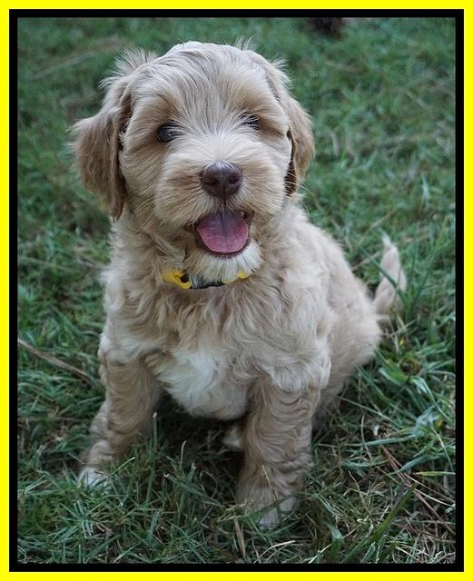 Ellie Benz pups 7 wks old 221