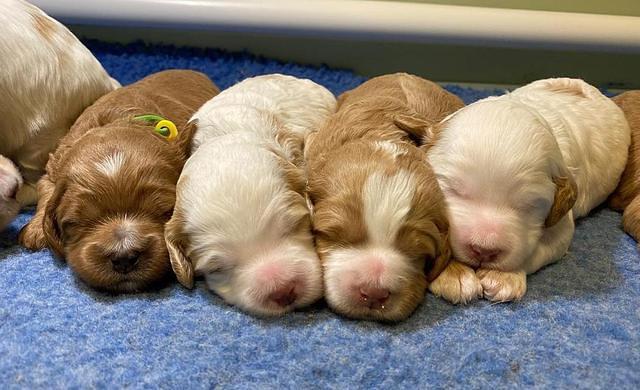 Ellie Tucker pups 2 wk old 31