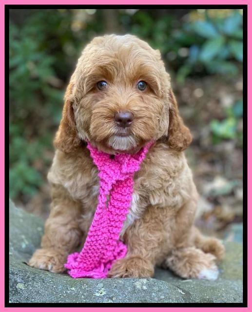 Ellie Mae Tucker pups 8 wks old 21