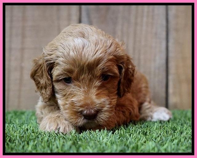 Ellie Tucker pups 4 wks old 1100