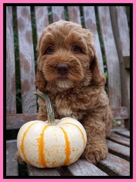 Elllie Tucker pups 7 wks old 31