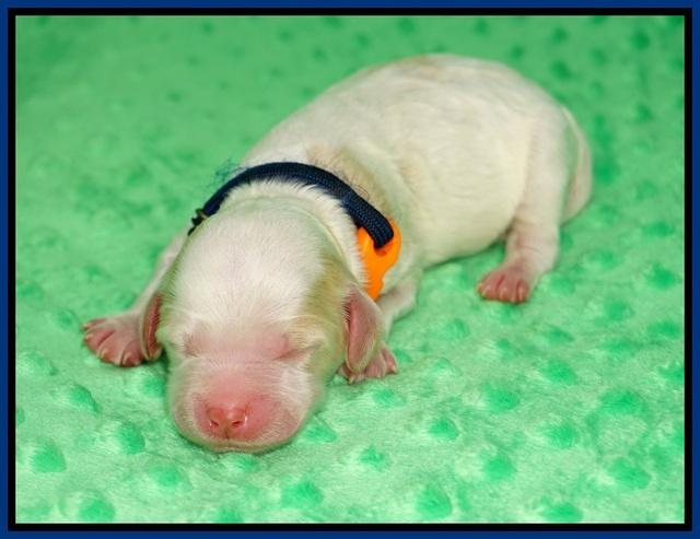 Ellie Mae Tucker Newborn 21