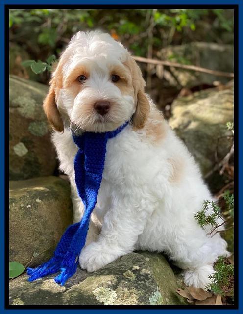 Ellie Mae Tucker pups 8 wks old 61