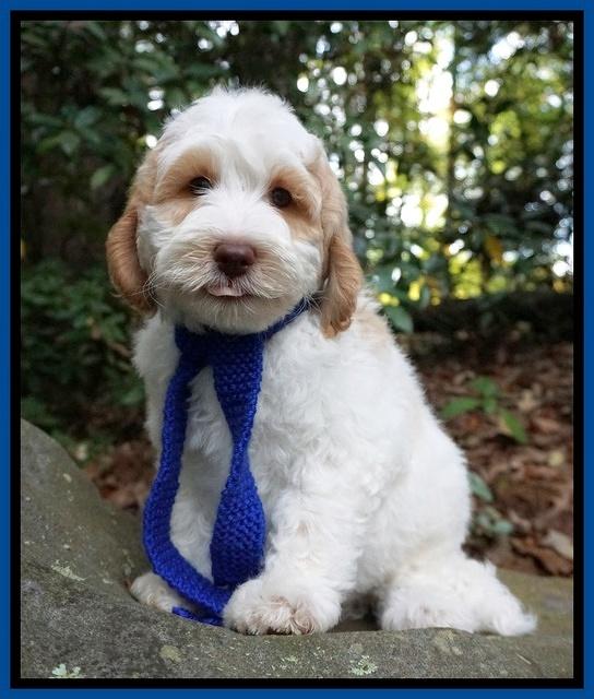 Ellie Mae Tucker pups 8 wks old 71