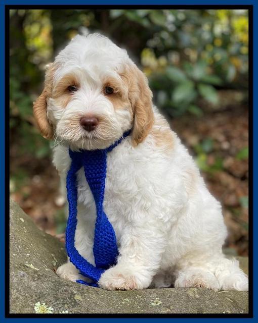 Ellie Mae Tucker pups 8 wks old 91