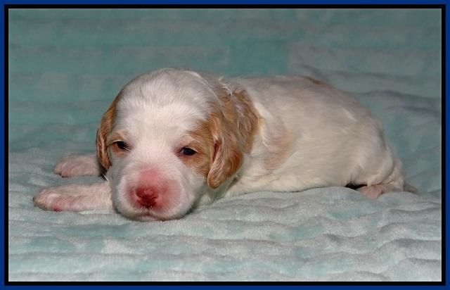 Ellie Tucker pups 2 wk old 71