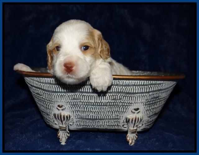 Ellie Tucker pups 3 wks old 41