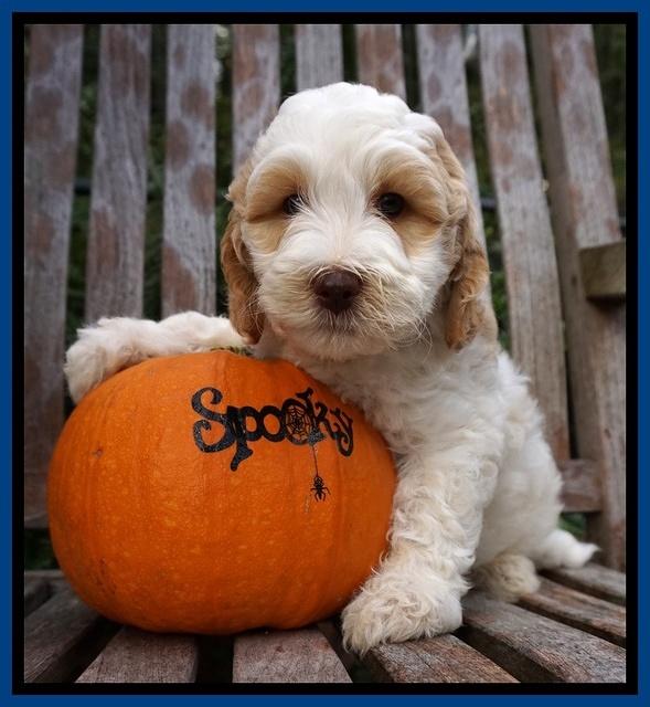 Elllie Tucker pups 7 wks old 51