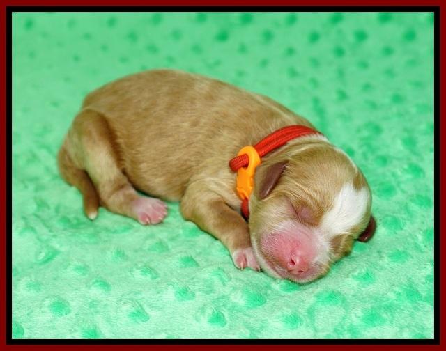 Ellie Mae Tucker Newborn 31