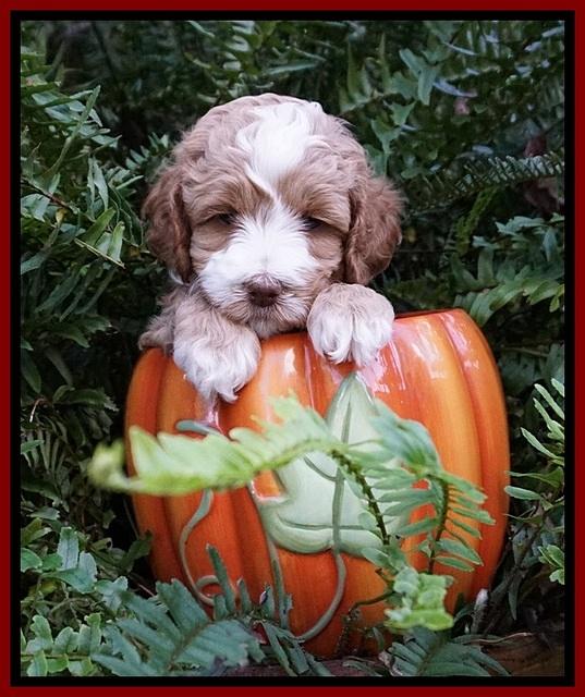 Ellie Mae Tucker pups 5 wks old 61