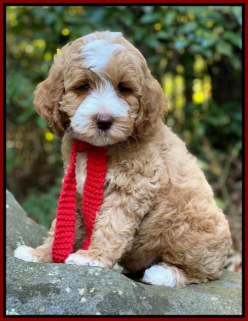 Ellie Mae Tucker pups 8 wks old 111