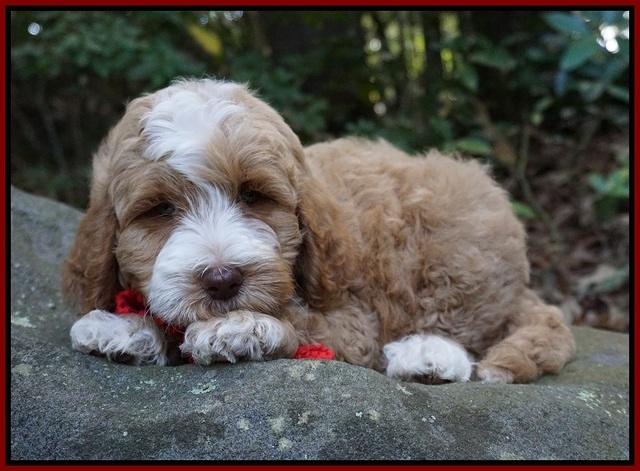 Ellie Mae Tucker pups 8 wks old 121