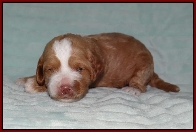 Ellie Tucker pups 2 wk old 91