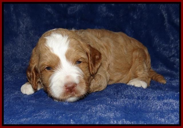 Ellie Tucker pups 3 wks old 71