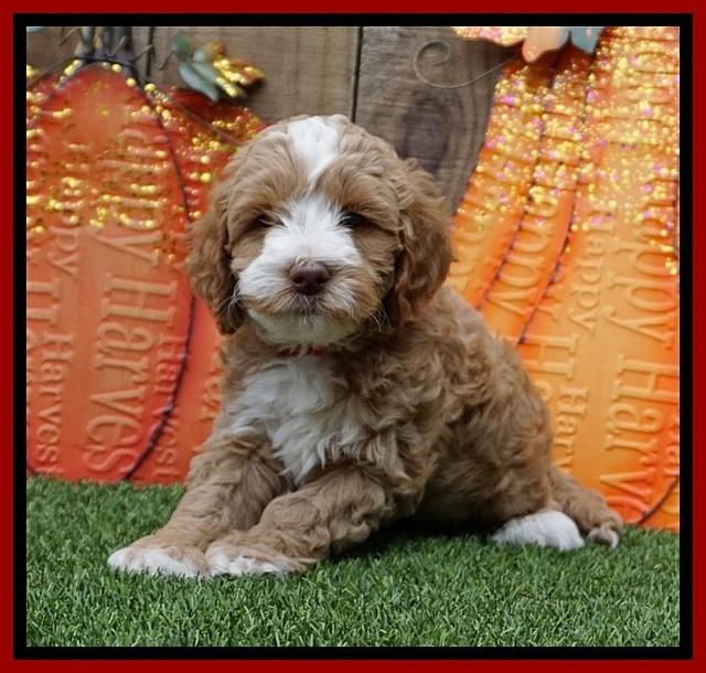 Elllie Tucker pups 6 wks old 71