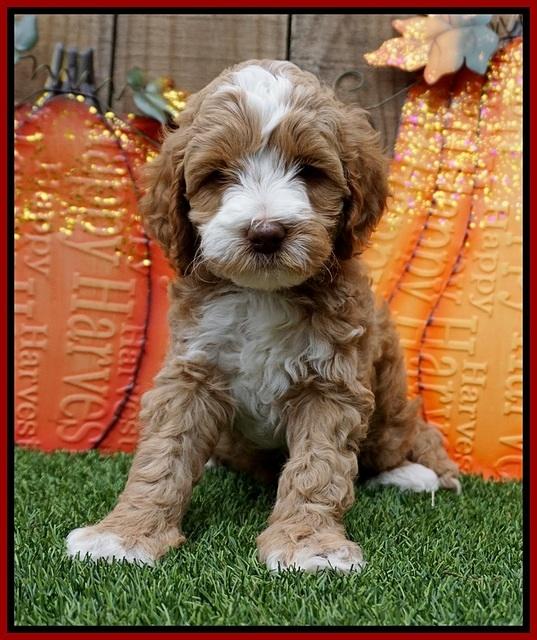 Elllie Tucker pups 6 wks old 81