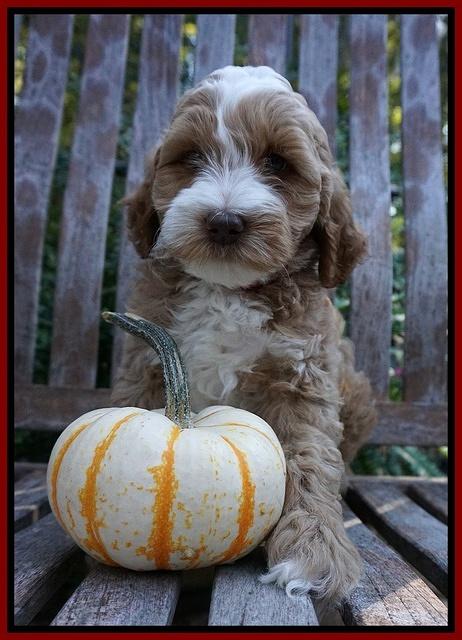 Elllie Tucker pups 7 wks old 8100
