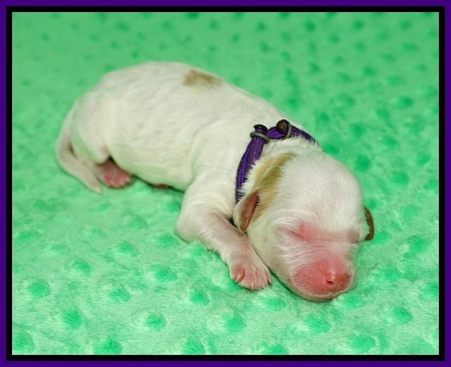 Ellie Mae Tucker Newborn 41