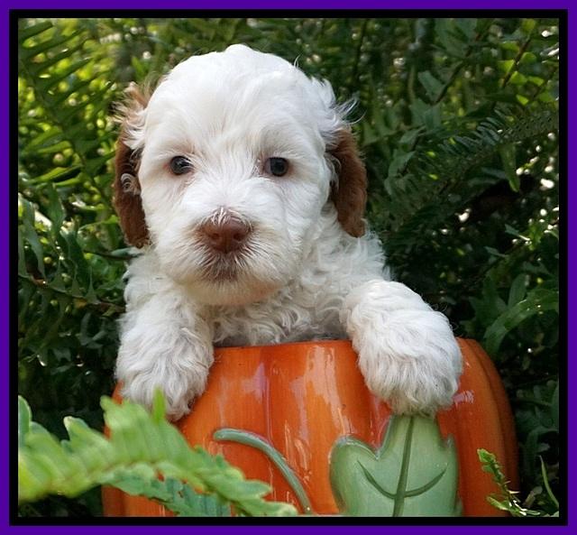 Ellie Mae Tucker pups 5 wks old 71