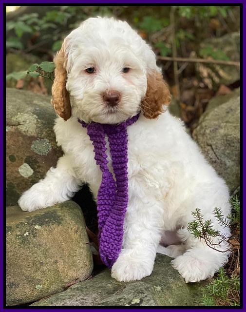 Ellie Mae Tucker pups 8 wks old 141