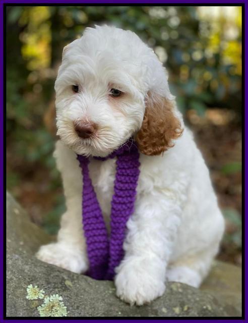 Ellie Mae Tucker pups 8 wks old 151
