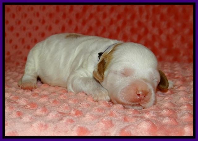 Ellie Tucker pups 1 wk old 81