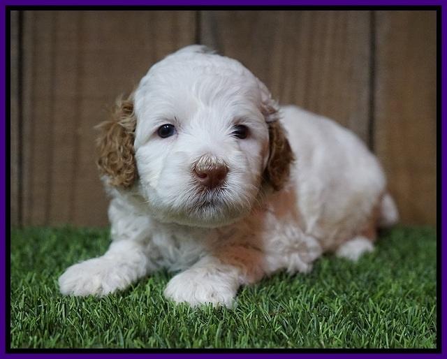 Ellie Tucker pups 4 wks old 11100