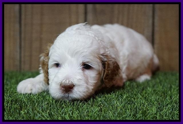 Ellie Tucker pups 4 wks old 14100