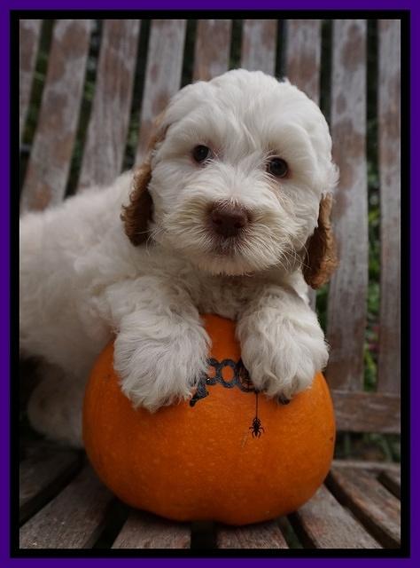 Elllie Tucker pups 7 wks old 81