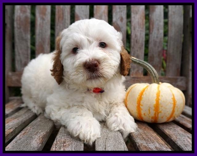Elllie Tucker pups 7 wks old 91