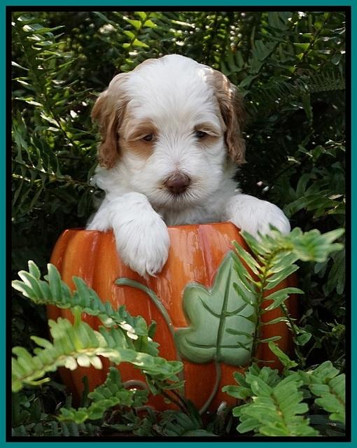 Ellie Mae Tucker pups 5 wks old 101