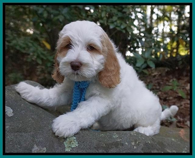Ellie Mae Tucker pups 8 wks old 191