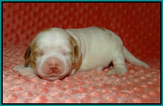 Ellie Tucker pups 1 wk old 101