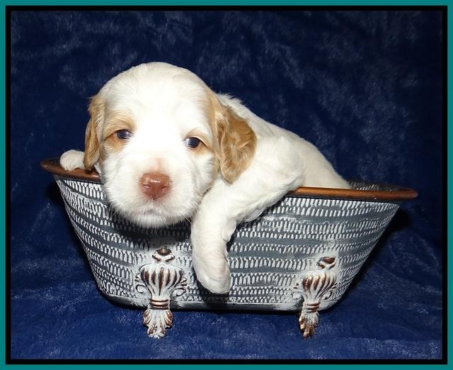 Ellie Tucker pups 3 wks old 111